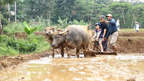 Bajak dan Tandur di Sawah